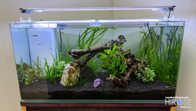 ヒロセペット 公式 株式会社広瀬 水槽 金魚 熱帯魚 水草 アクアリウム